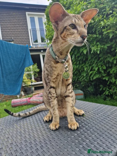 Gallery Image {{count}}