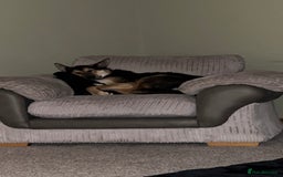 Mixed Breed dogs for sale: German Shephard x Collie - Image 10