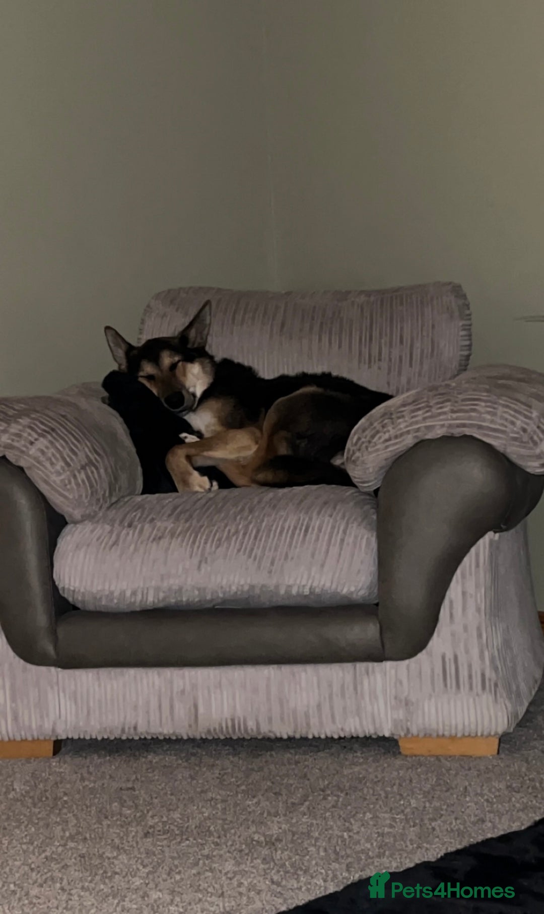 Mixed Breed dogs for sale: German Shephard x Collie - Image 10