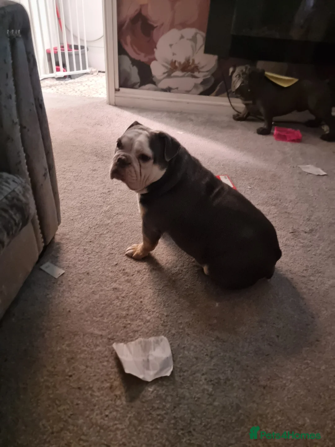 English Bulldog dogs for sale: 3 year old British bulldog  - Advert 6