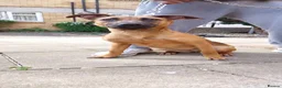 Belgian Shepherd Dog dogs for sale: Lovely female for sale  - Advert 4