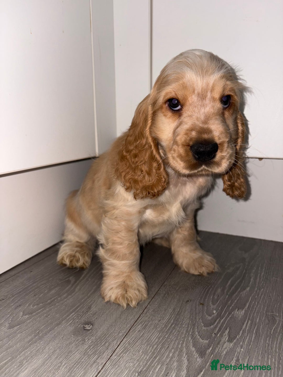 Cocker Spaniel dogs for sale: KC Reg Delightful Show Type Cocker Spaniels - Advert 29