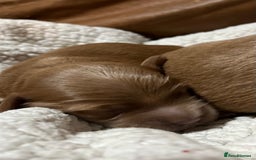 Australian Labradoodle dogs for sale: A very rare opportunity,Australian Cobberdog  - Image 8
