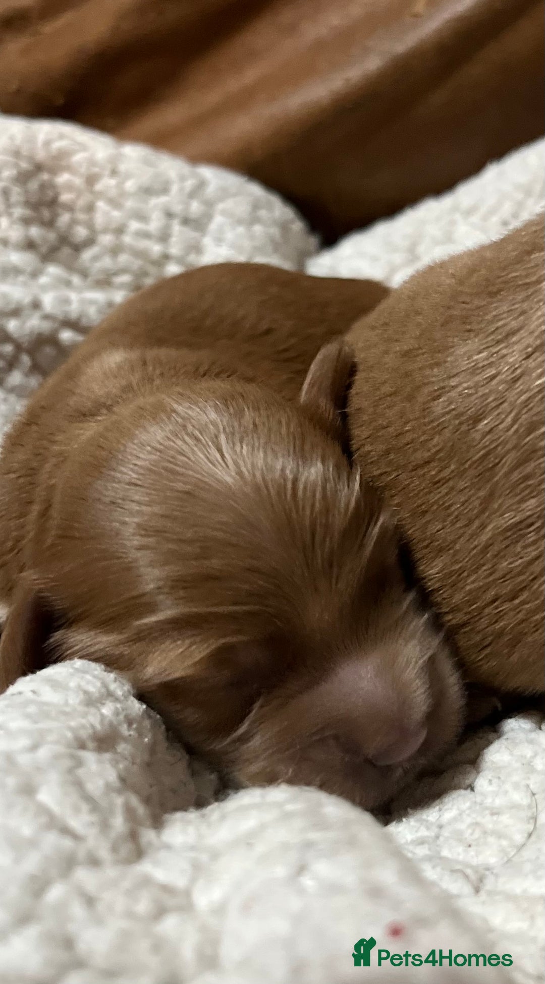 Australian Labradoodle dogs for sale: A very rare opportunity,Australian Cobberdog  - Image 8