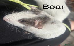 Guinea Pig rodents for sale: Bonded sows and boars £40 pair - Image 9