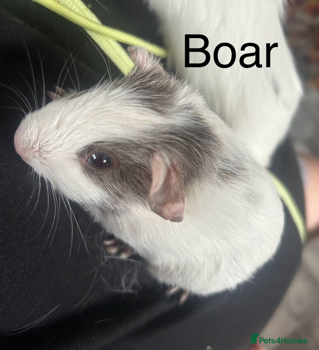 Guinea Pig rodents for sale: Bonded sows and boars £40 pair - Image 9