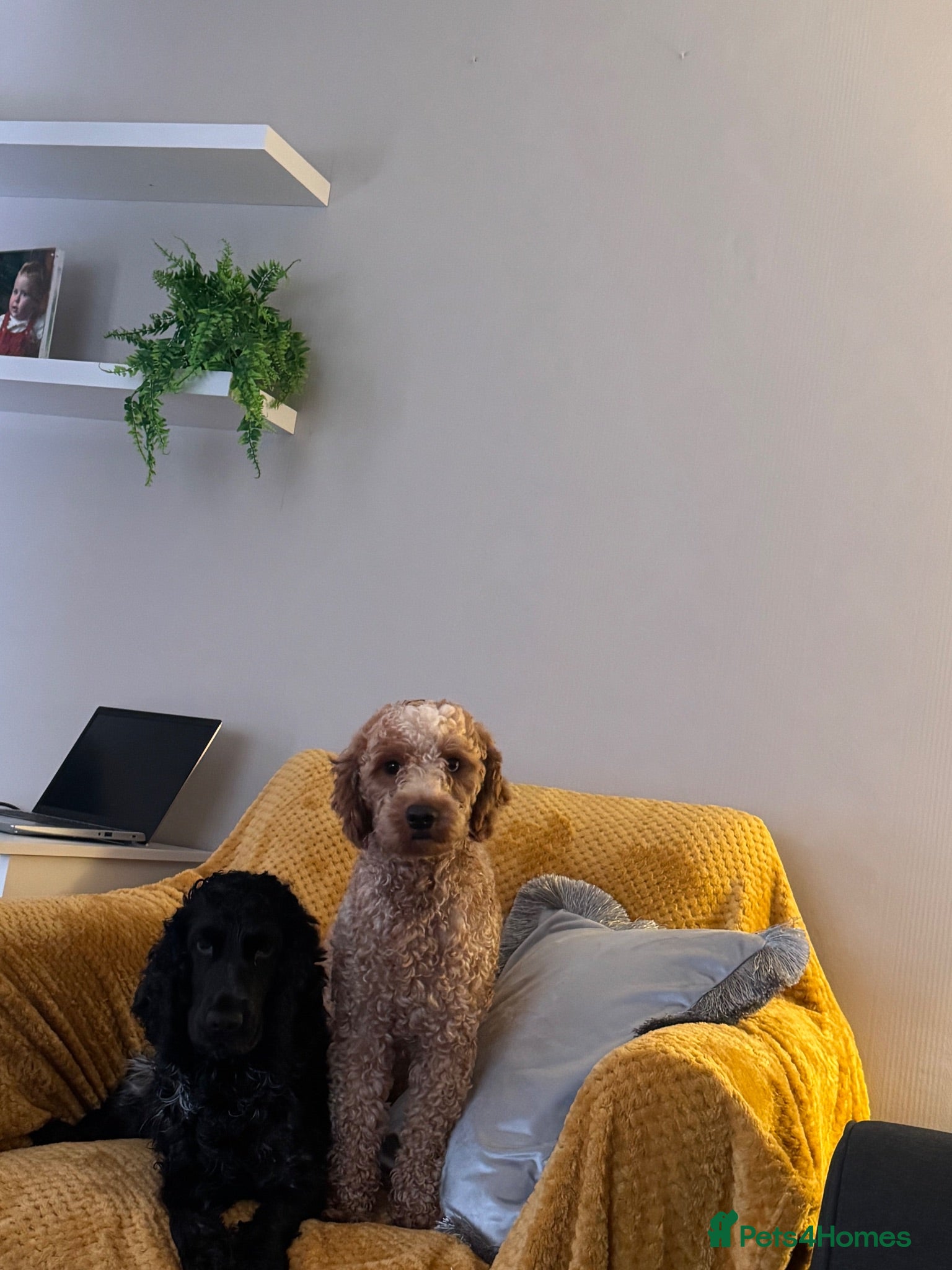 Cockapoo dogs Cockapoo  - Advert 3