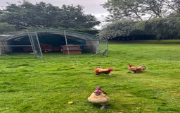 Chickens poultry for sale: 4 VERY HANDSOME HAND REARED SILKY MIX COCKERELS  - Image 14