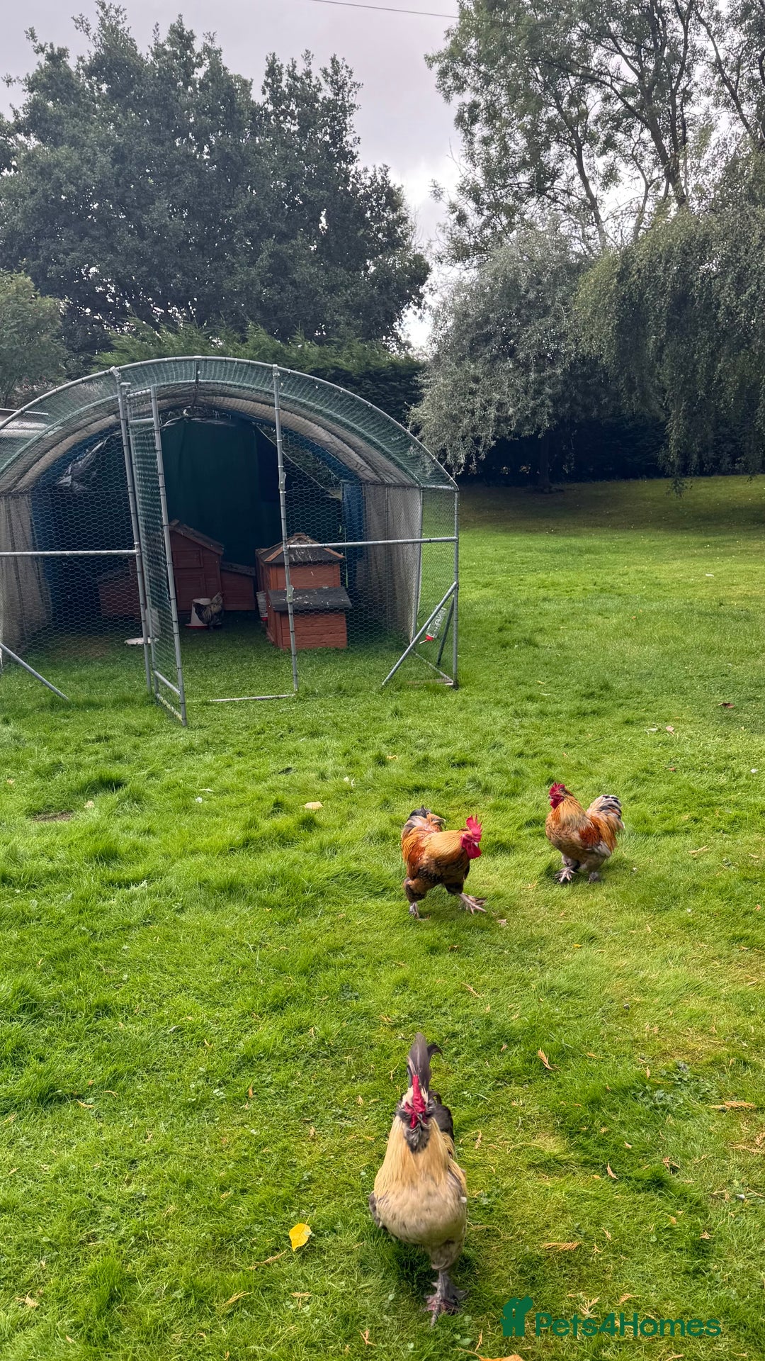 Chickens poultry for sale: 4 VERY HANDSOME HAND REARED SILKY MIX COCKERELS  - Image 14