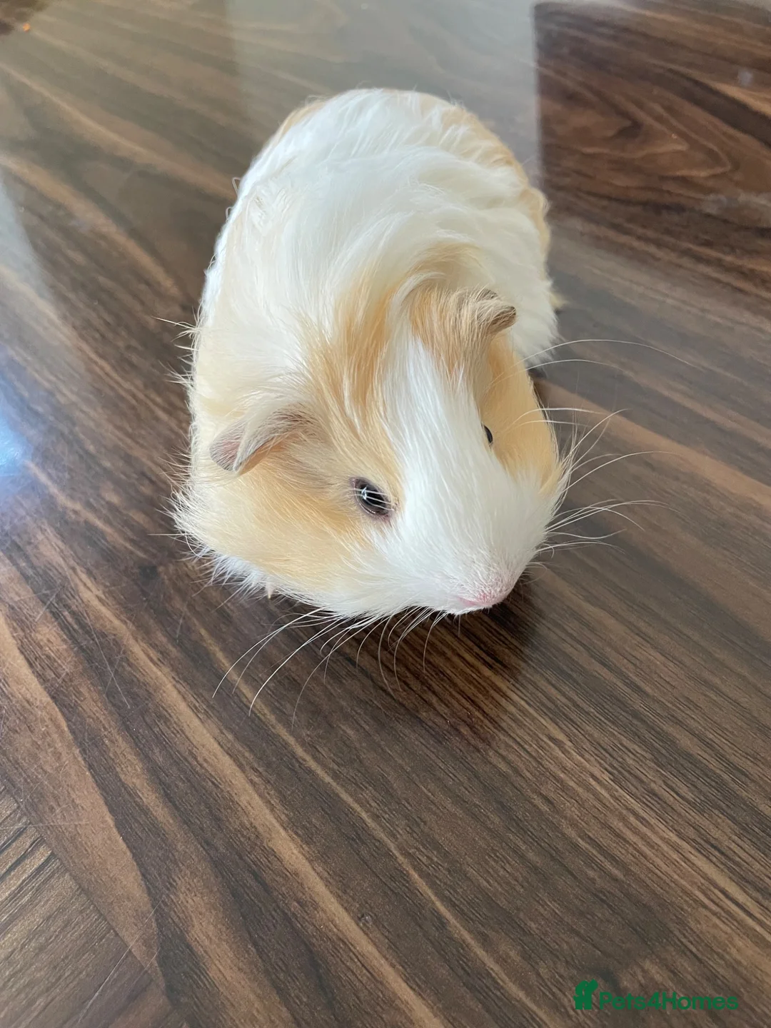 Guinea Pig rodents for sale: 2 Guinea Pigs  - Advert 1