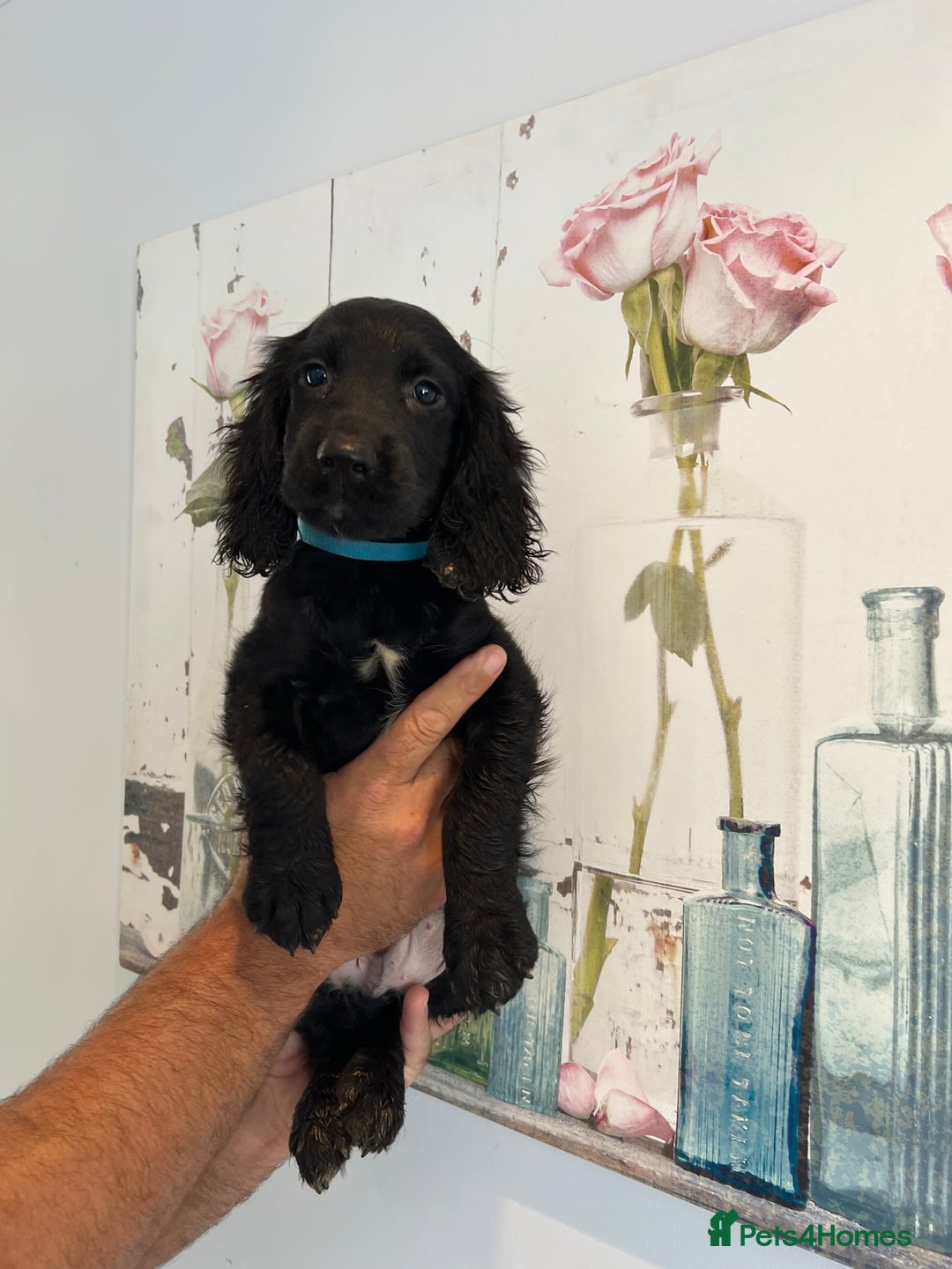 Cocker Spaniel dogs for sale: Fully health tested/champion bloodlines - Image 5