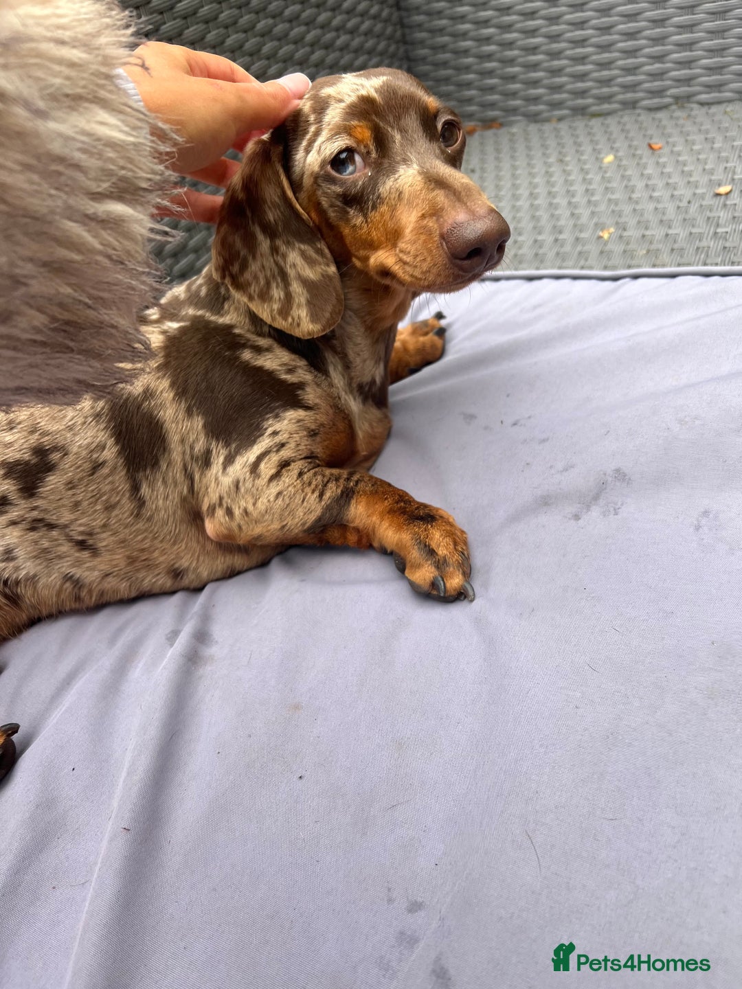 Miniature Dachshund dogs for sale: 1 Year Old Miniature Dachshund Male - Advert 2