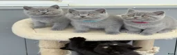 British Shorthair cats for sale: GCCF reg British Shorthair kittens ready to go now - Advert 6