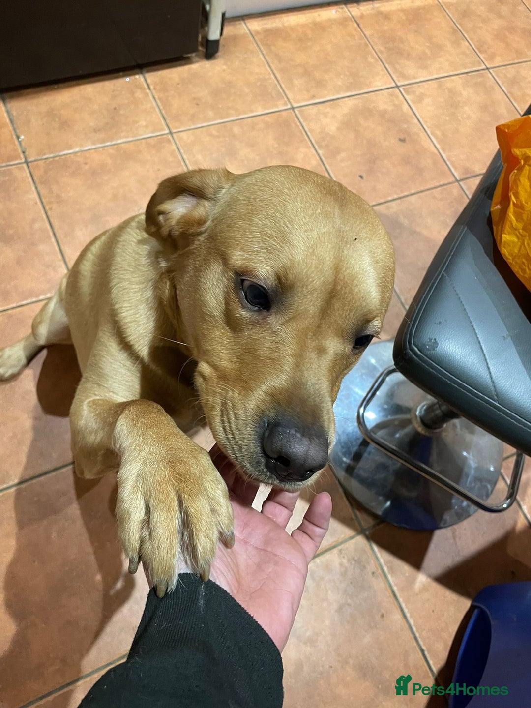 Labrador Retriever dogs for sale: Friendly Labrador needs loving home  - Advert 9