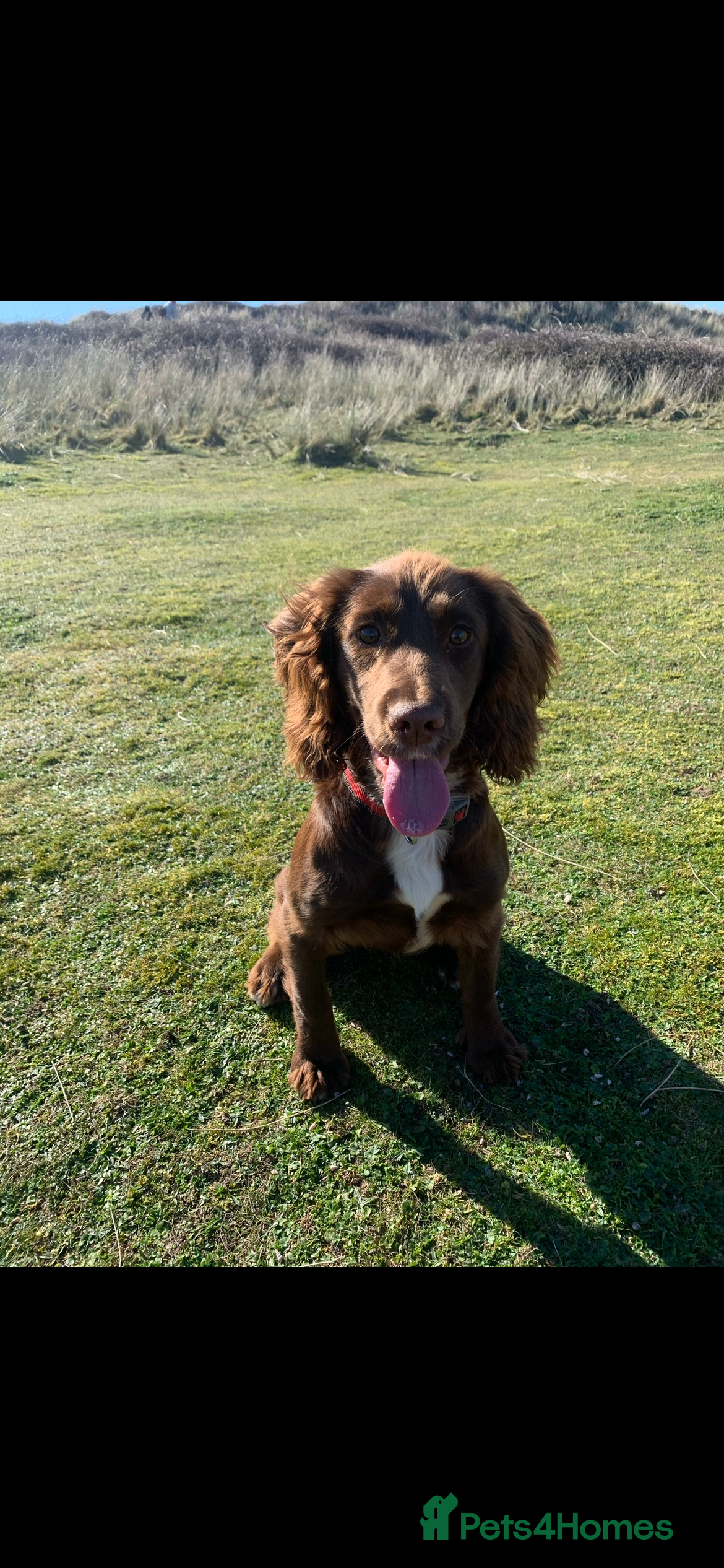 Cocker Spaniel dogs Christmas Day Baby’s. 8 cocker spaniel puppies.  - Advert 5