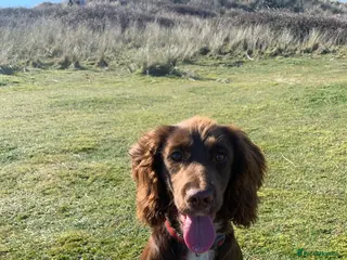 Cocker Spaniel dogs Christmas Day Baby’s. 8 cocker spaniel puppies. - Advert 1