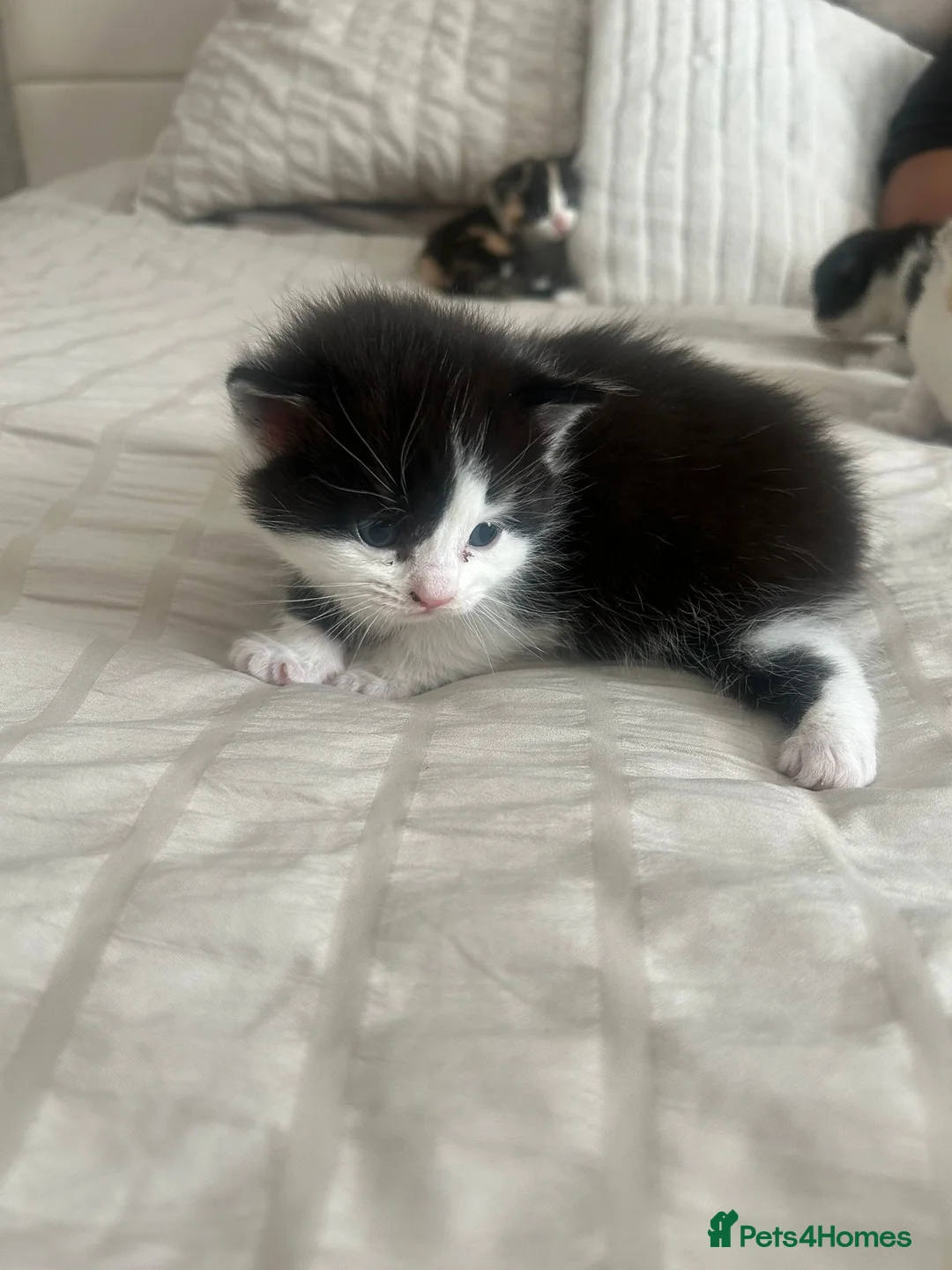 Mixed Breed cats for sale: Beautiful kittens- black/white & multi  - Advert 11