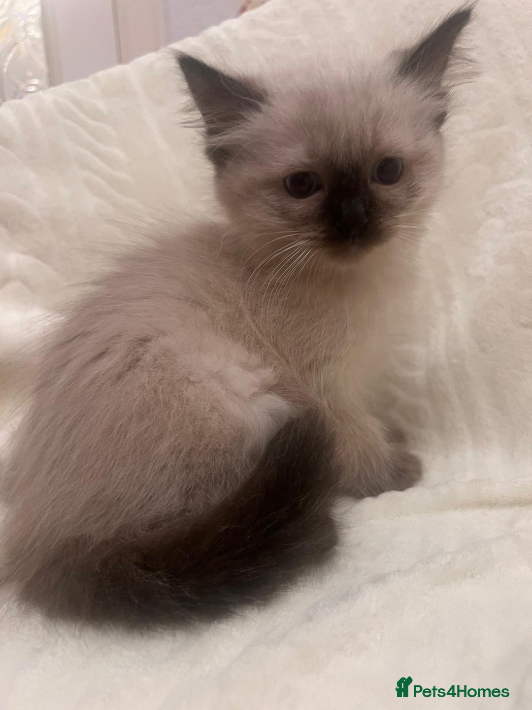 Ragdoll cats for sale: GCCF Ragdolls kitten  - Advert 5