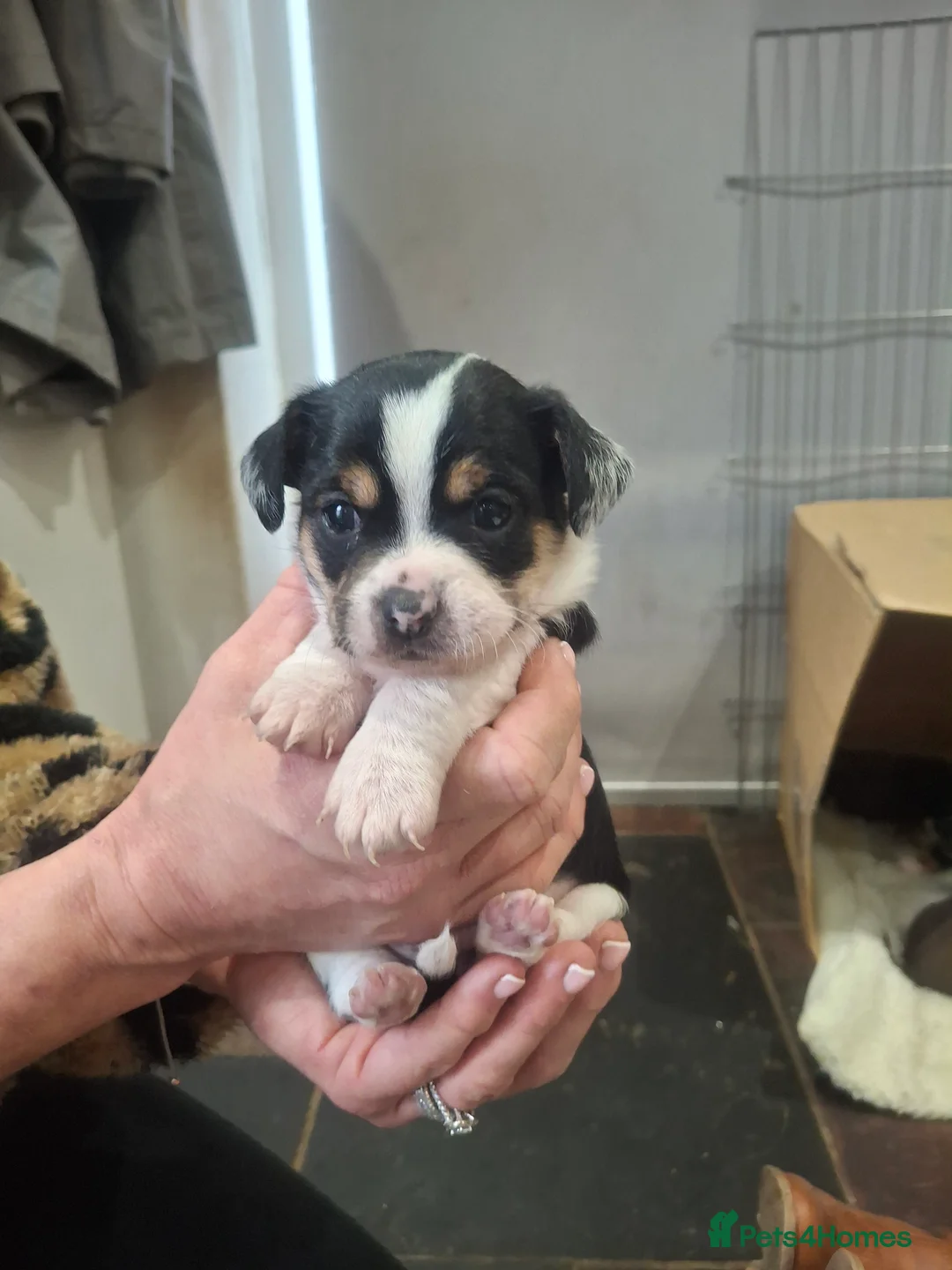 Chorkie dogs for sale: Beautiful litter of chorki's  - Advert 12