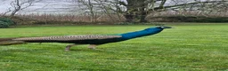 Peafowl poultry for sale: Beautiful Male Peacock For Sale - 2 1/5 years old - Advert 3
