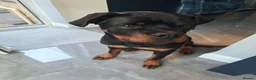 Rottweiler dogs for sale: Rottweiler (7 1/2 Months old) - New Home needed - Advert 4