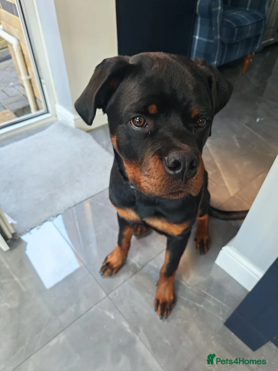 Rottweiler dogs for sale: Rottweiler (7 1/2 Months old) - New Home needed - Advert 4