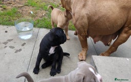 American Bully dogs for sale: 3 female pocket bully's available  - Image 18