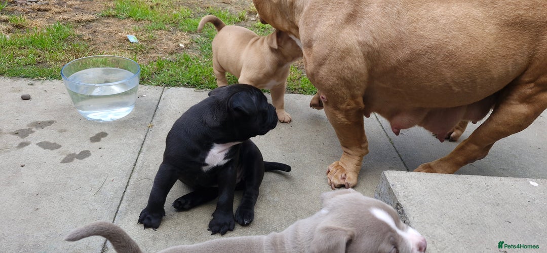 American Bully dogs for sale: 3 female pocket bully's available  - Image 18