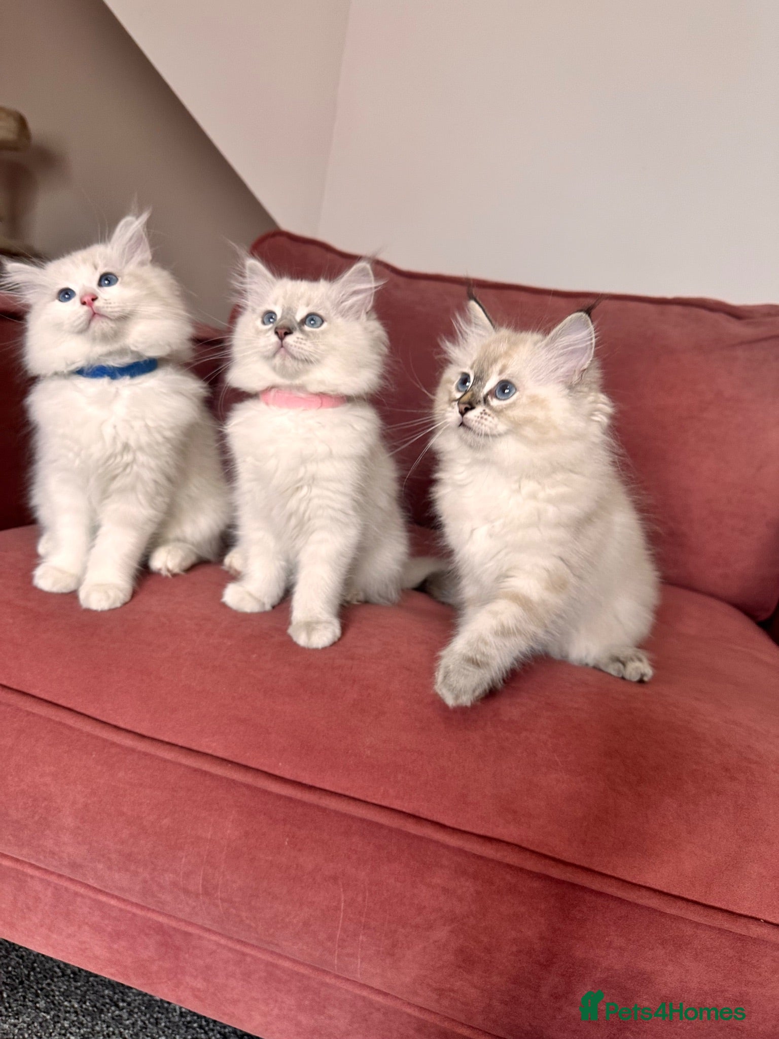 Ragdoll cats Ragdool x kittens - Advert 2