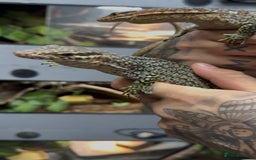 Monitor reptiles for sale: Pair of peacock monitors - Image 2
