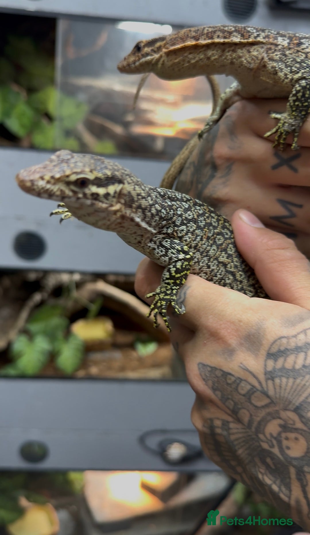 Monitor reptiles for sale: Pair of peacock monitors - Image 2