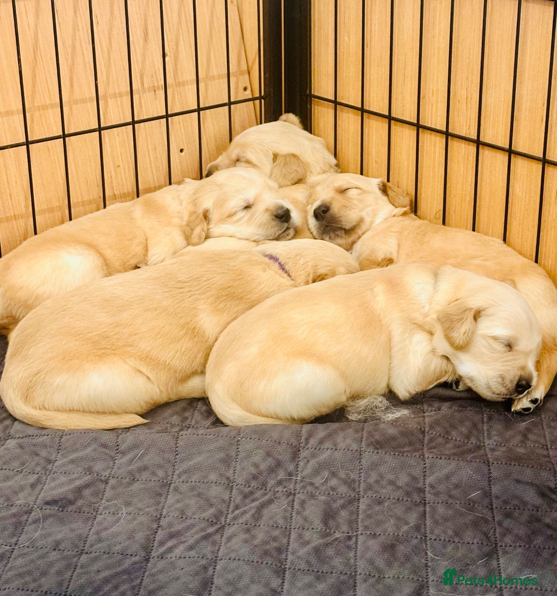 Golden Retriever dogs KC Registered Golden Retriever Puppies    - Advert 2