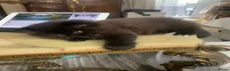 British Longhair cats for sale: Adorable British Long Hair Kittens (Girl & Boy)  - Advert 38
