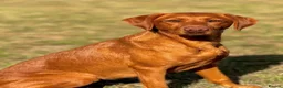 Labrador Retriever dogs for sale: KC Reg Dark Fox Red Labrador Puppies Health Tested - Advert 8