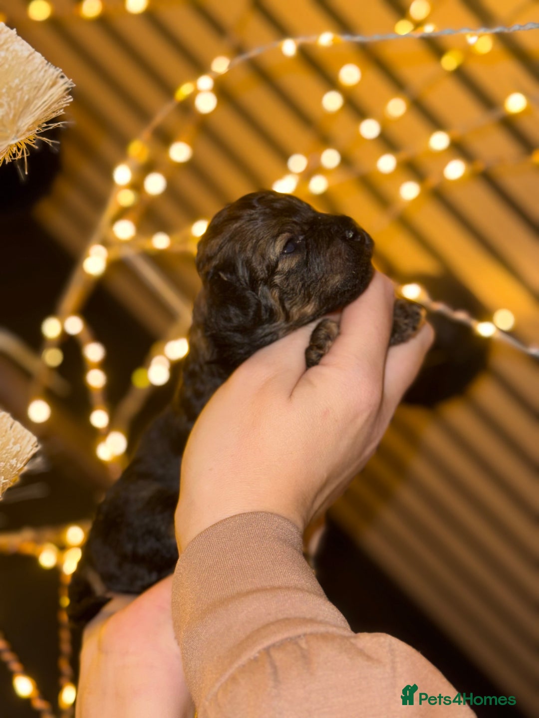 Maltipoo dogs for sale: **Beautiful chocolate/apricot Malitpoo pups**  - Advert 6