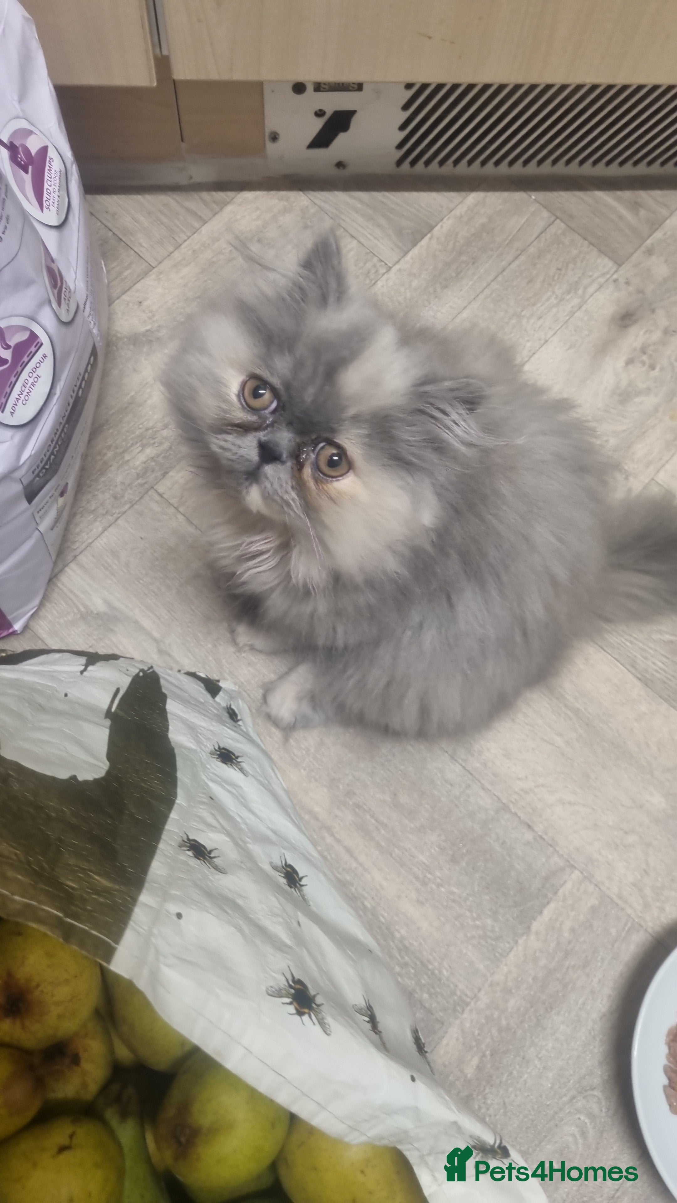 Persian cats Persian  - Advert 2