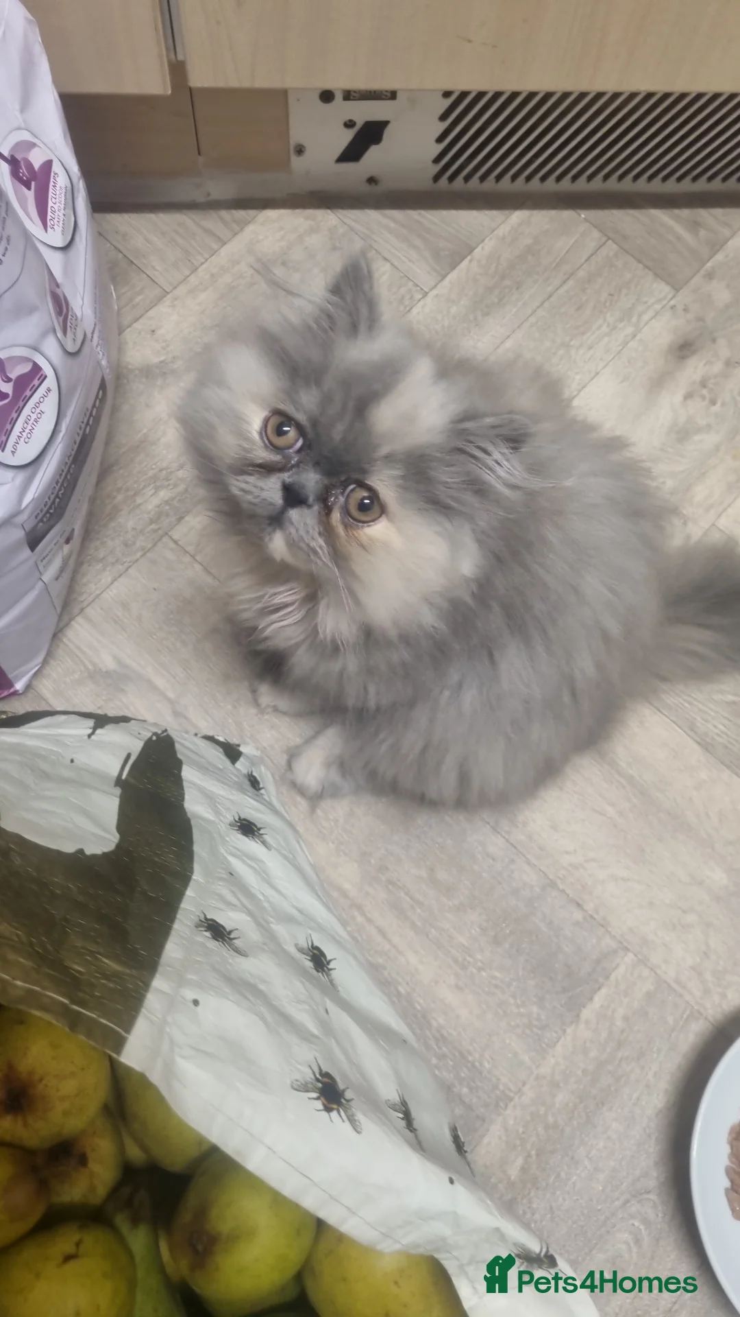 Persian cats for sale: Persian  - Advert 2