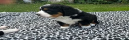 Bernedoodle dogs for sale: Gorgeous tri-colour Bernedoodle puppies  - Advert 12