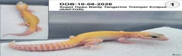 Leopard Gecko reptiles for sale: Baby Leopard Geckos - Advert 2