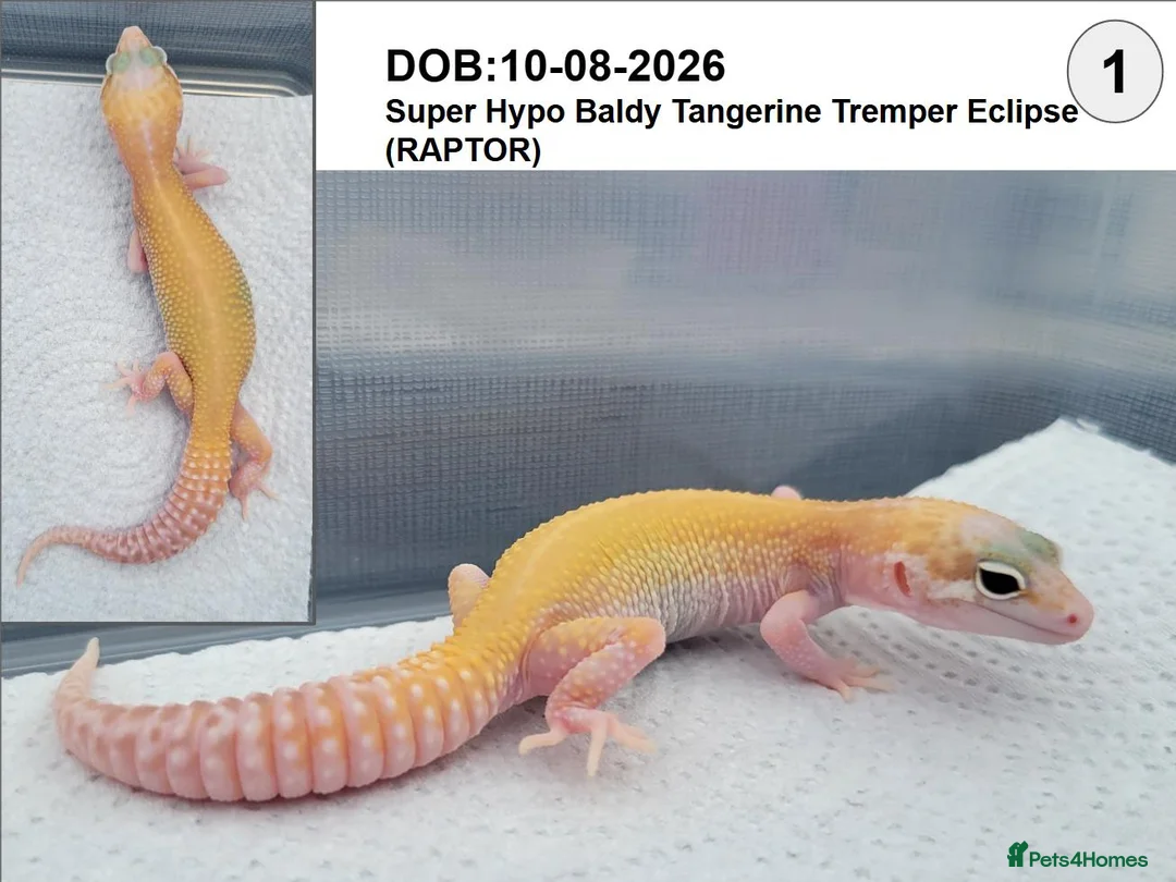 Leopard Gecko reptiles for sale: Baby Leopard Geckos - Advert 2