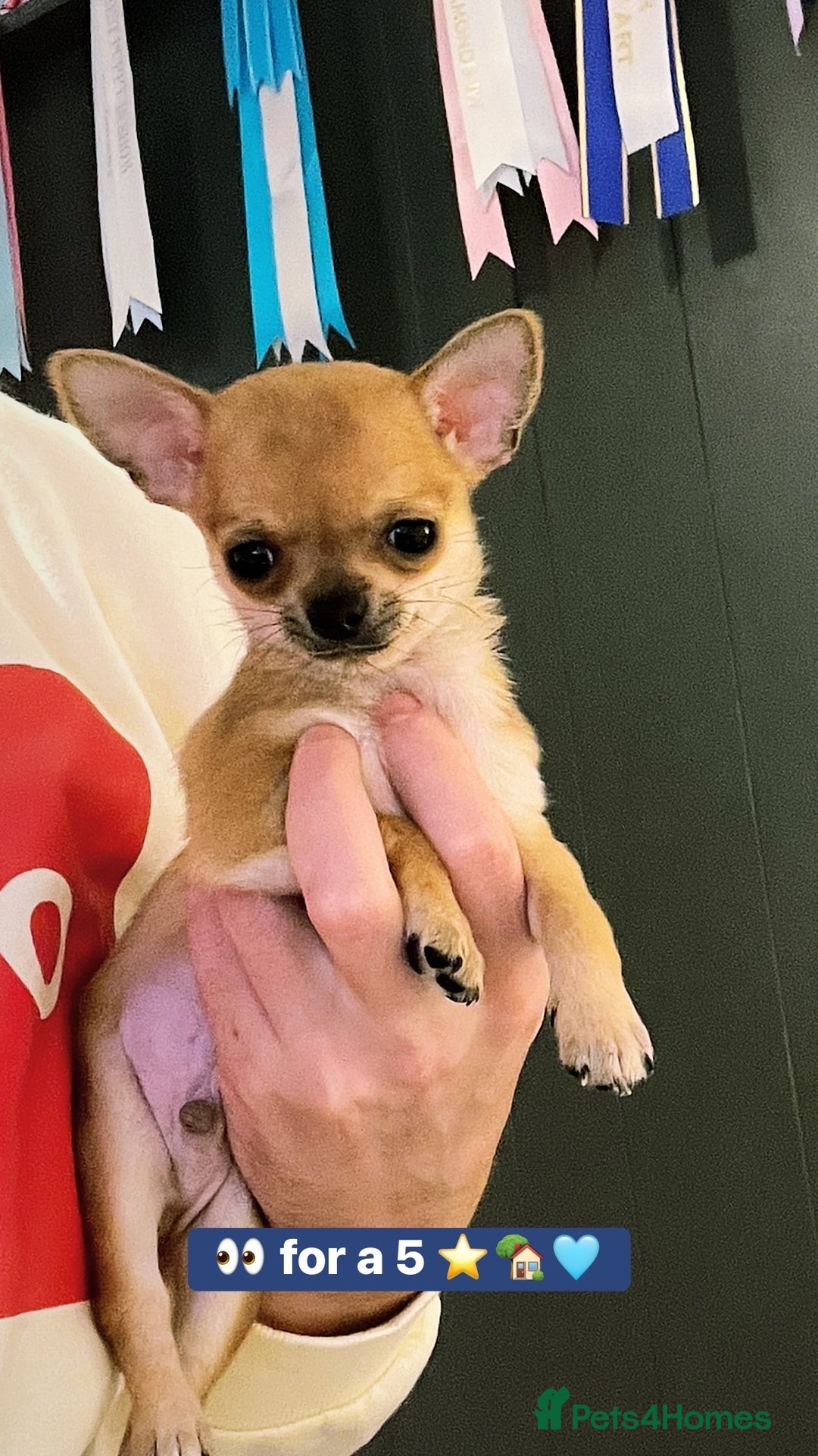Chihuahua dogs for sale: Stunning Tiny Champion Sired Red Smoothcoat - Advert 1