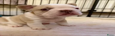 French Bulldog 1