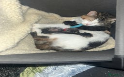 Mixed Breed cats for sale: Ragdoll x DSH Calico kittens - Image 7