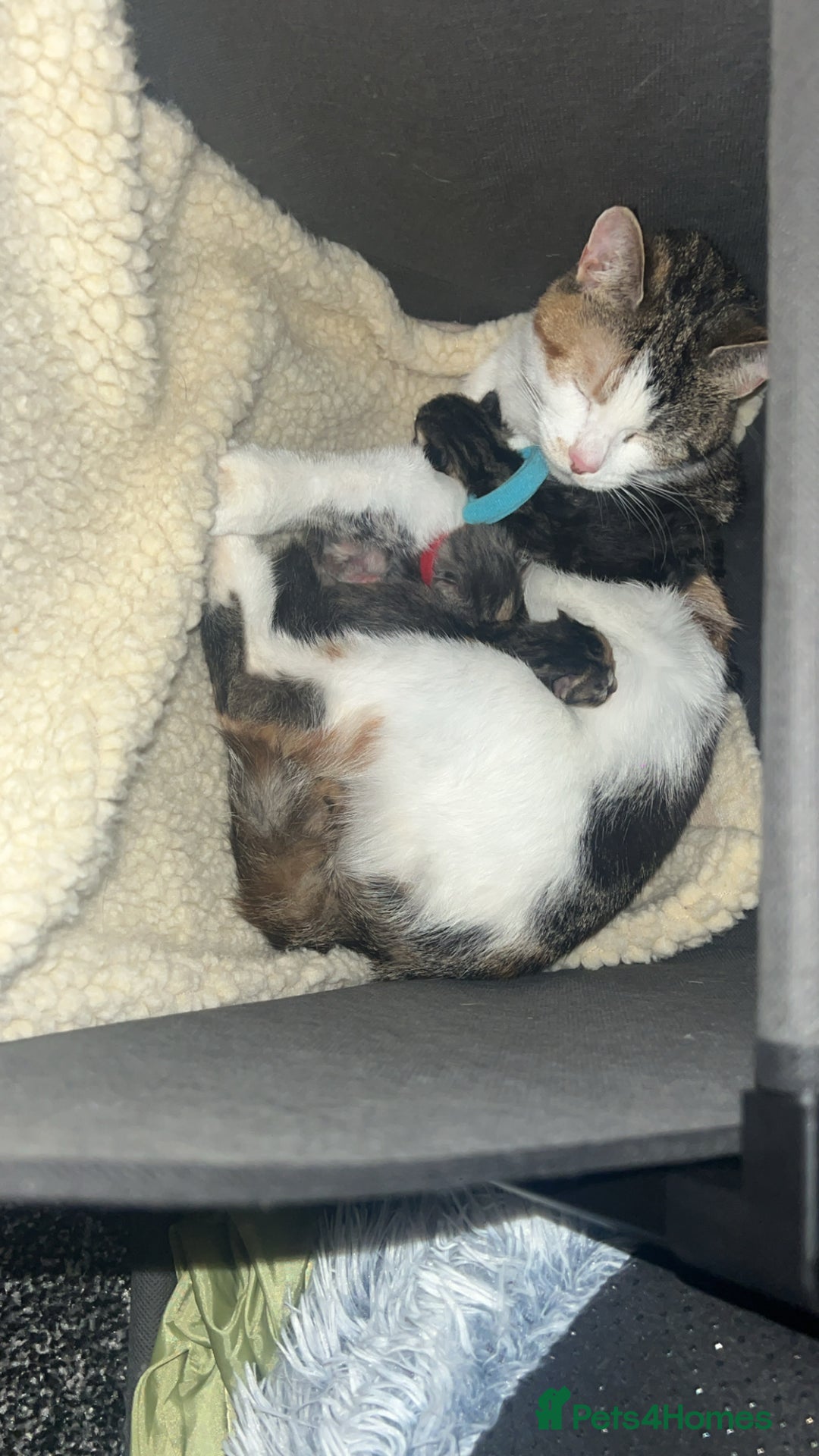 Mixed Breed cats for sale: Ragdoll x DSH Calico kittens - Image 7
