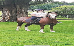 Welsh Section B horses for sale: 🎀Bunbury Zianna aka Annie 🎀 - Image 4