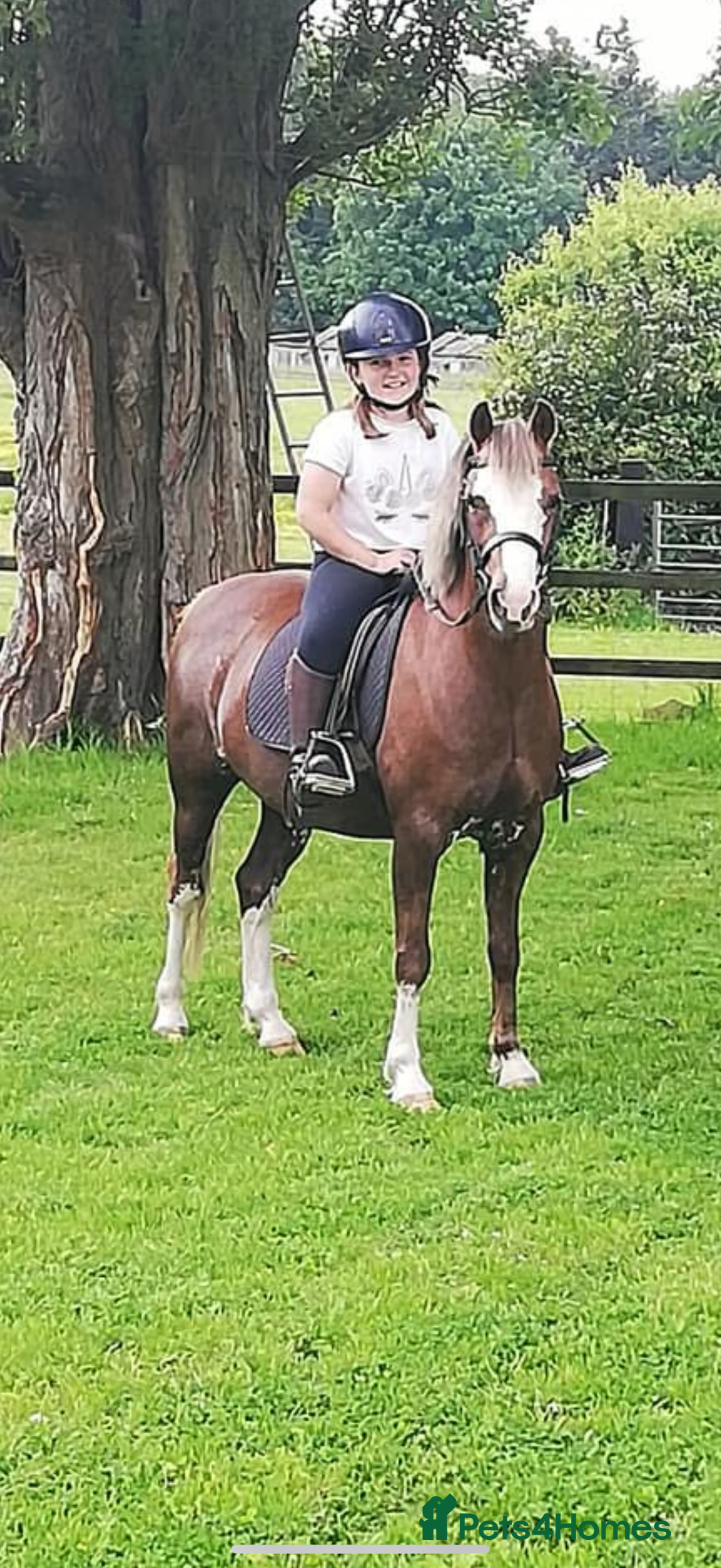 Welsh Section B horses for sale: 🎀Bunbury Zianna aka Annie 🎀 - Image 4