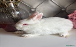 Netherland Dwarf rabbits for sale: Pure bred netherland dwarf babies  - Image 16