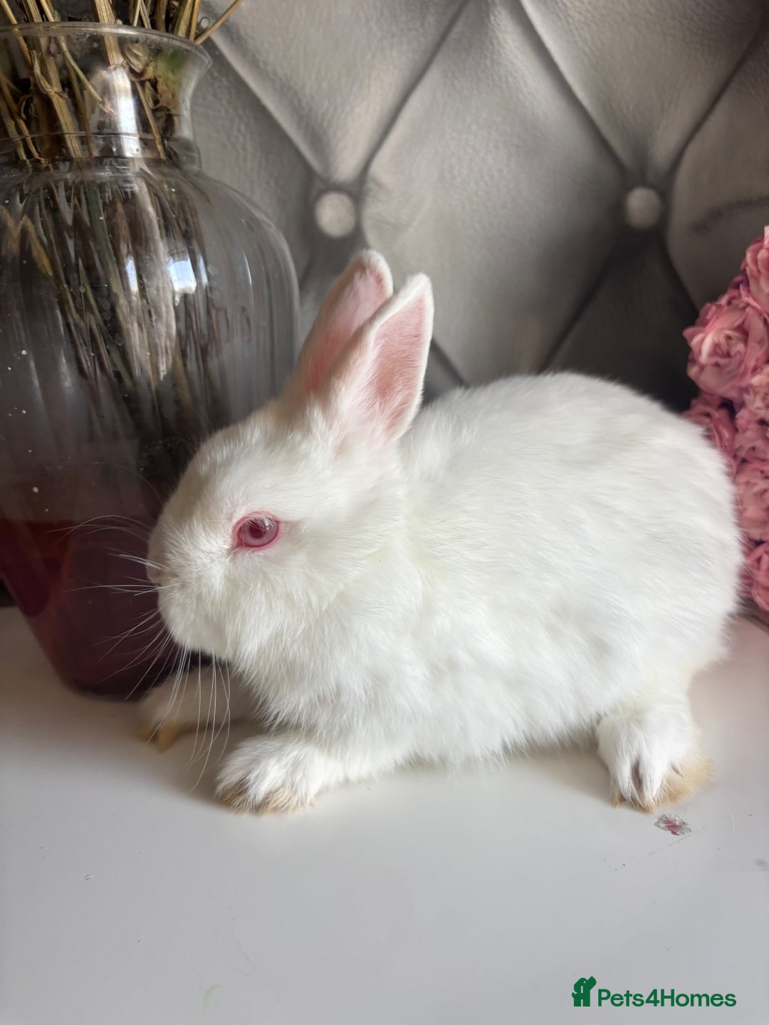 Netherland Dwarf rabbits for sale: Pure bred netherland dwarf babies  - Image 16