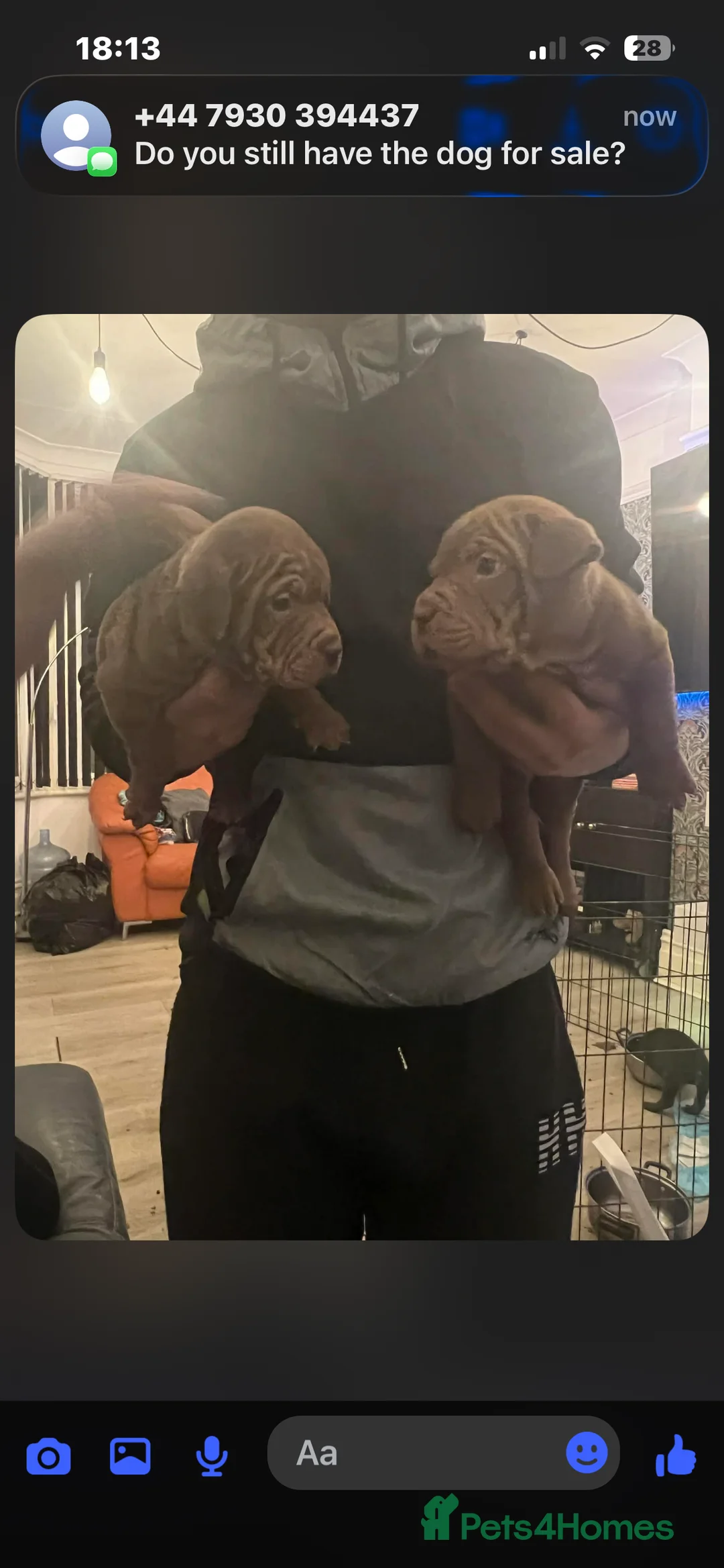 Mixed Breed dogs for sale: Shar pei x pocket bully - Advert 25