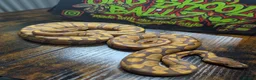 Python Snake reptiles for sale: Ultramel female ball python  - Advert 6